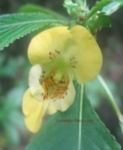Impatiens Scabrida Himalayan Jewelweed Seeds - 10 Perennial Seeds - Image 7