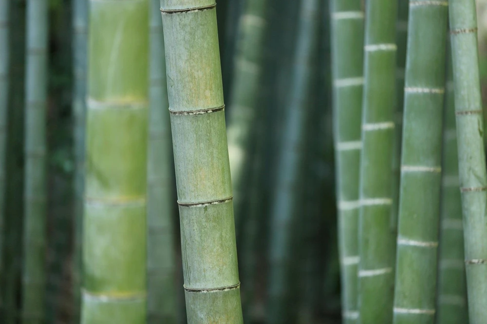 Incense Bamboo Live Plant – Giant Timber Phyllostachys atrovaginata – Cold Hardy -15°F – 1-2 ft Tall - Image 1