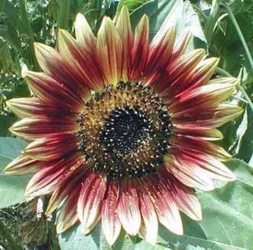 Indian Blanket Sunflower Seeds - Gaillardia Pulchella - 10 Seeds - Perennial - Image 1