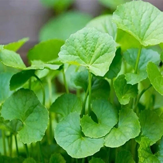 Indian Pennywort Gotu Kola Bare Root Plants - 12 Pack, Centella Asiatica, Edible, Outdoor - Image 1