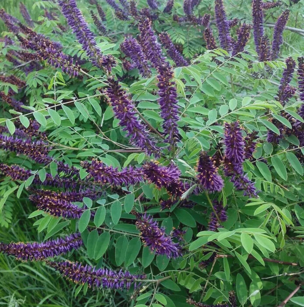 Indigo Bush Amorpha fruticosa Live Plant – 4" Pot – Hardy Shrub for Wildlife - Image 1