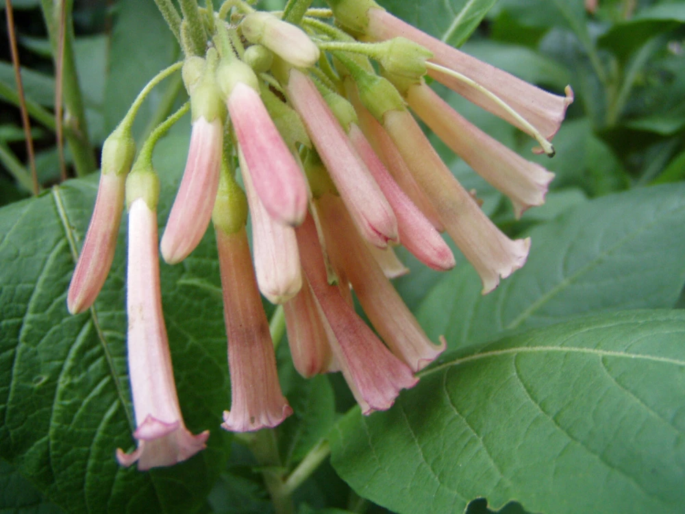 Iochroma Fuchsioides Seeds - Sunset Cloud Forest Burning Bush - Rare Color - 10 Seeds - Perennial Flowering - Image 1