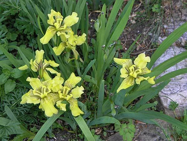 Iris bloudowii Seeds - 10 Pack Perennial Flower Seeds for Garden - Image 1