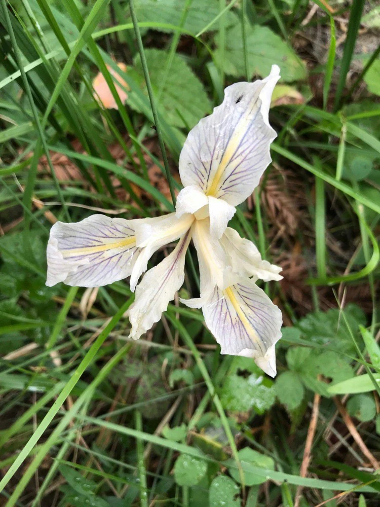 Iris douglasiana Seeds - Pacific Coast Iris or Pacifica - 5 Seeds - Perennial Outdoor Full Sun - Image 2