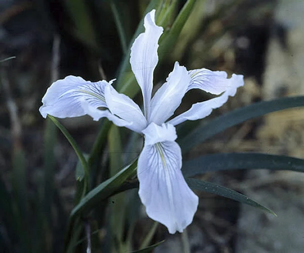 Iris douglasiana Seeds - Pacific Coast Iris or Pacifica - 5 Seeds - Perennial Outdoor Full Sun - Image 3
