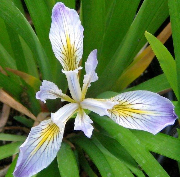 Iris douglasiana Seeds - Pacific Coast Iris or Pacifica - 5 Seeds - Perennial Outdoor Full Sun - Image 1