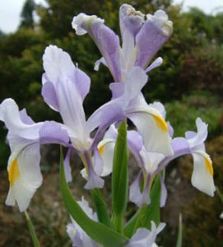 Iris Magnifica Juno Seeds - 10 Perennial Flower Seeds for Garden - Image 1