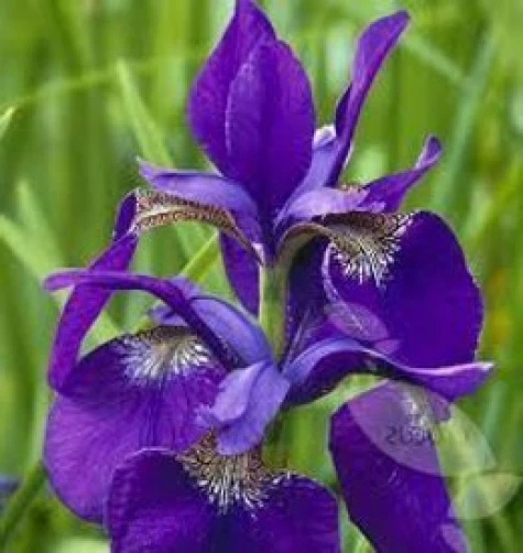 Iris sibirica Caesar's Brother Seeds - 25 Count Siberian Iris Seeds - Perennial - Image 1