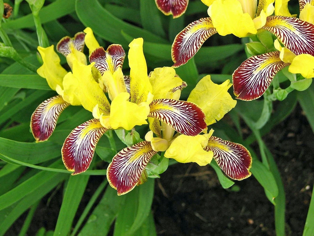 Iris Variegata Hungarian Variegated Seeds - 5 Seeds Perennial - Image 1