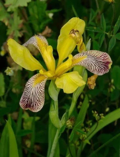 Iris Variegata Hungarian Variegated Seeds - 5 Seeds Perennial - Image 2