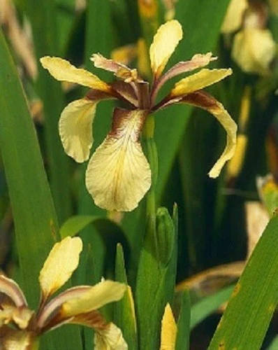Iris Variegata Hungarian Variegated Seeds - 5 Seeds Perennial - Image 3