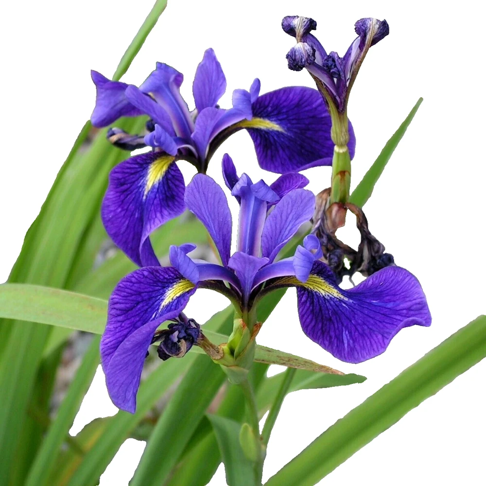 Iris versicolor Harlequin Blueflag Seeds - Northern Blue Flag - 50 Seed Pack - Image 1