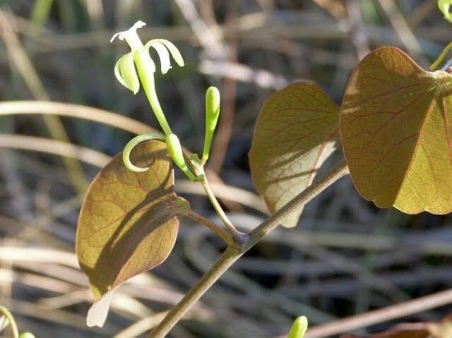 Isalo Dwarf Passionflower Seeds - Adenia isaloensis - 3 Seeds - Rare Perennial - Image 1