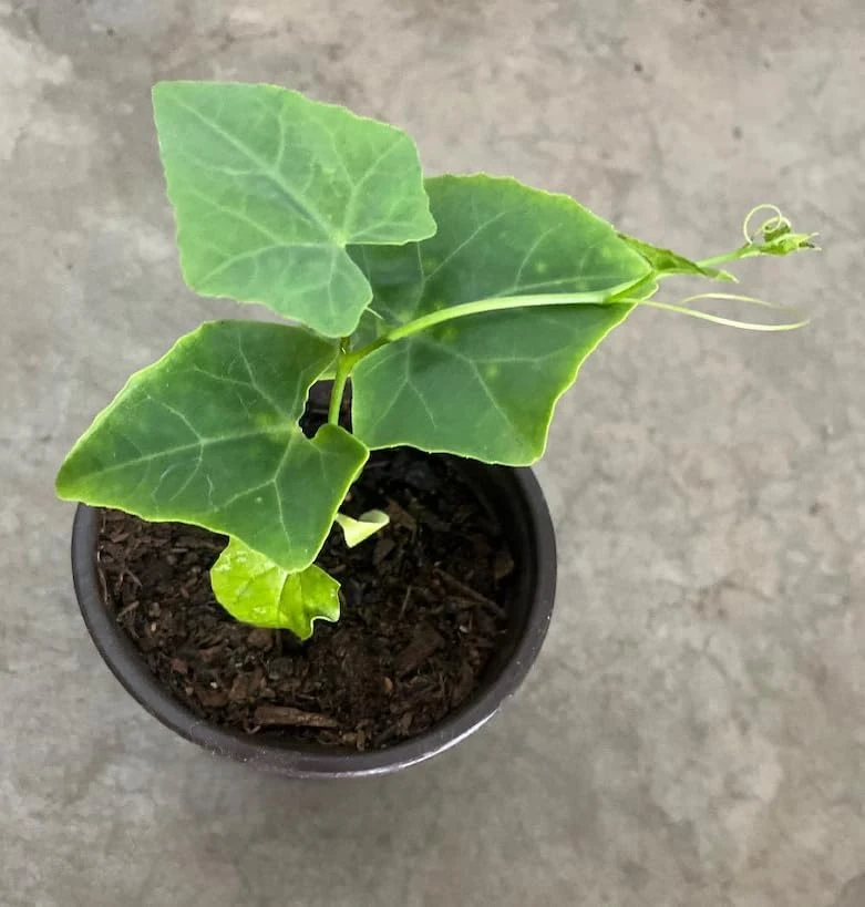 Ivy Gourd Vine Live Plant – Scarlet Gourd Tindora – Perennial Tropical Vine – 4" Pot - Image 2