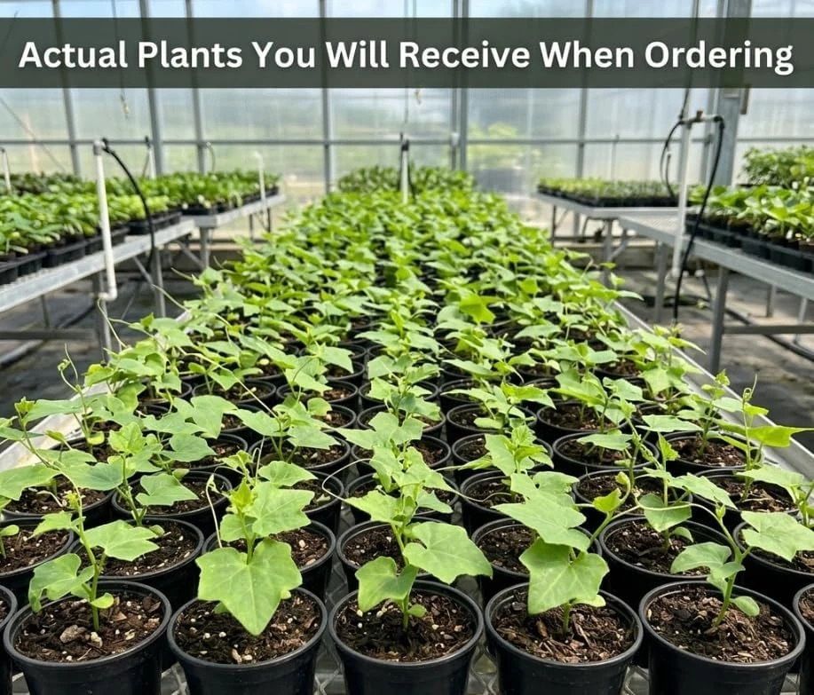 Ivy Gourd Vine Live Plant – Scarlet Gourd Tindora – Perennial Tropical Vine – 4" Pot - Image 4