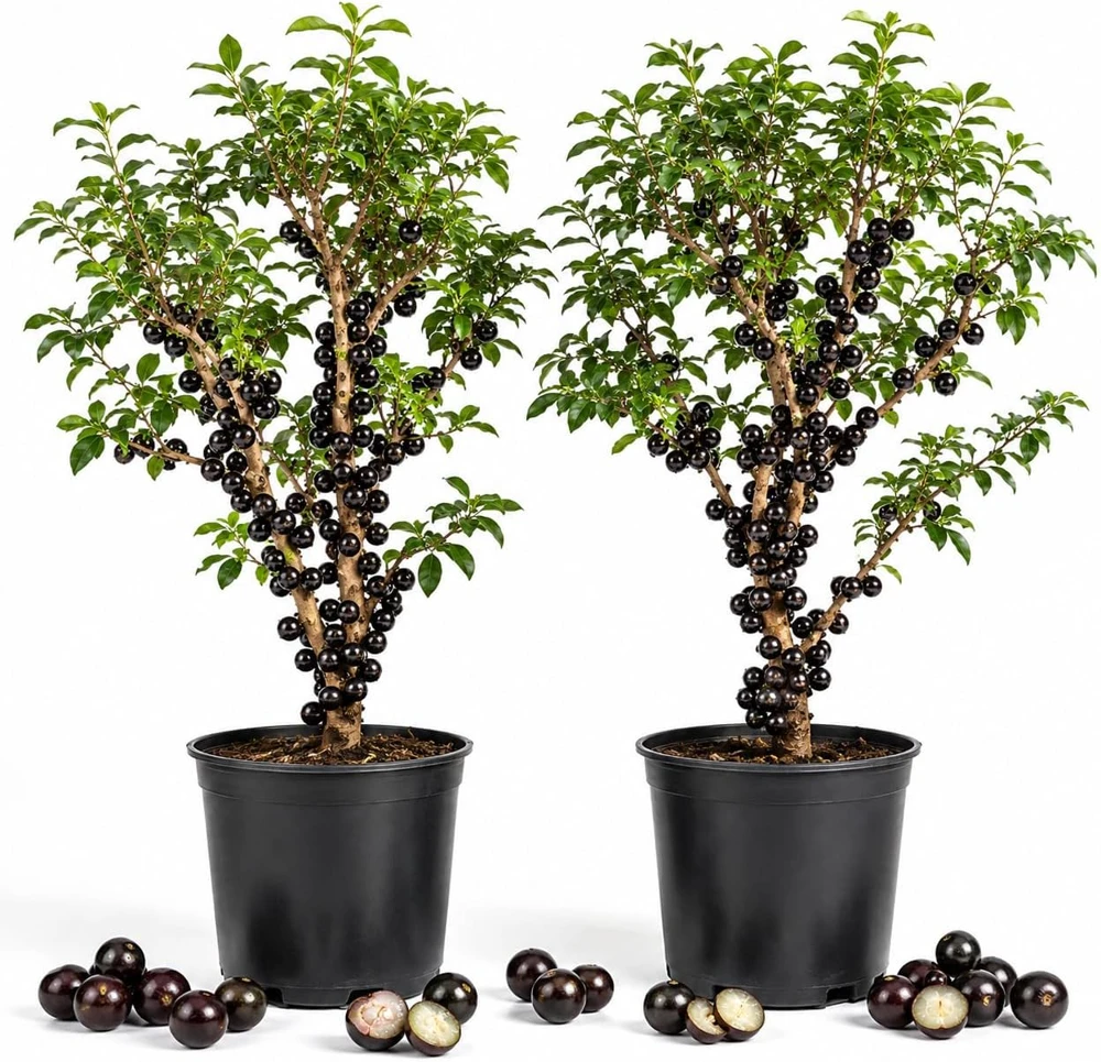 Jaboticaba Live Plant Set - 2 Trees, 1 Ft Tall Fruit Tree Starter for Patio - Image 1