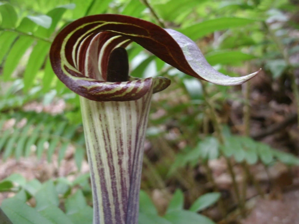 Jack-In-The-Pulpit Bulbs - 5 Indian Turnip Bulbs for Shade Gardens - Image 1