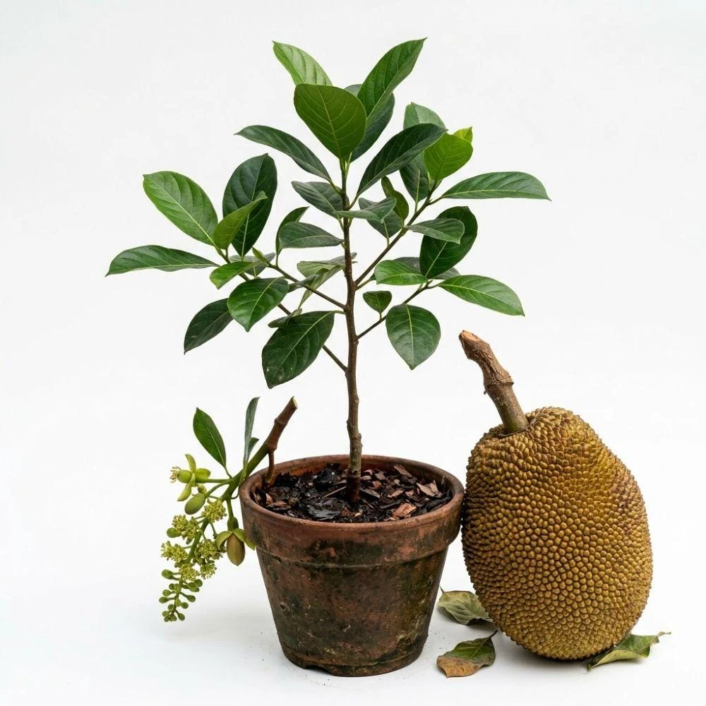 Jackfruit Tree Live Plant - Tropical Fruit Tree for Outdoor Gardens - Image 1