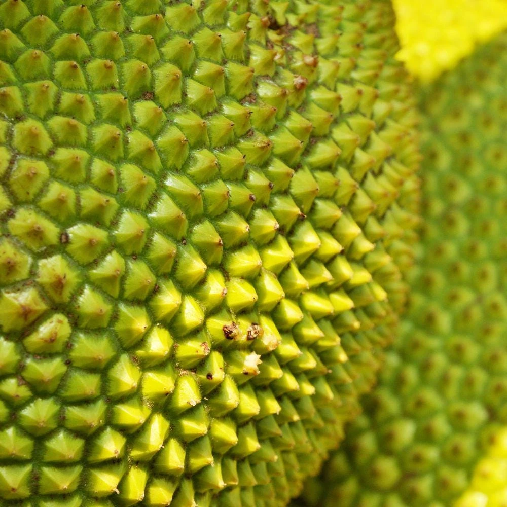 Jackfruit Tree Live Plant - Tropical Fruit Tree for Outdoor Gardens - Image 2