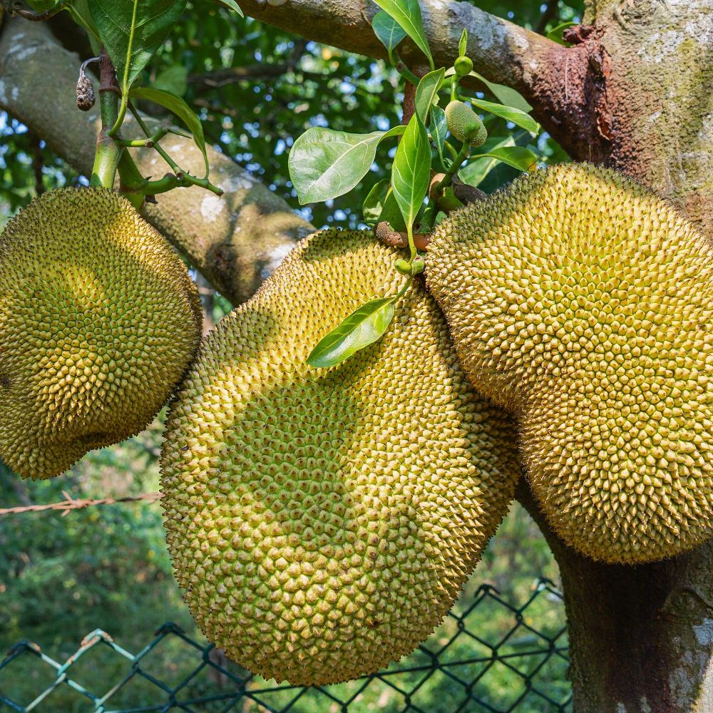 Jackfruit Tree Live Plant - Tropical Fruit Tree for Outdoor Gardens - Image 4