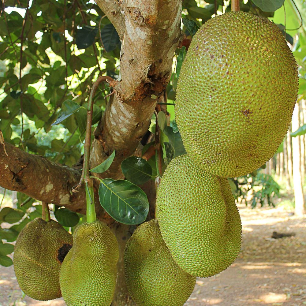 Jackfruit Tree Live Plant - Tropical Fruit Tree for Outdoor Gardens - Image 5