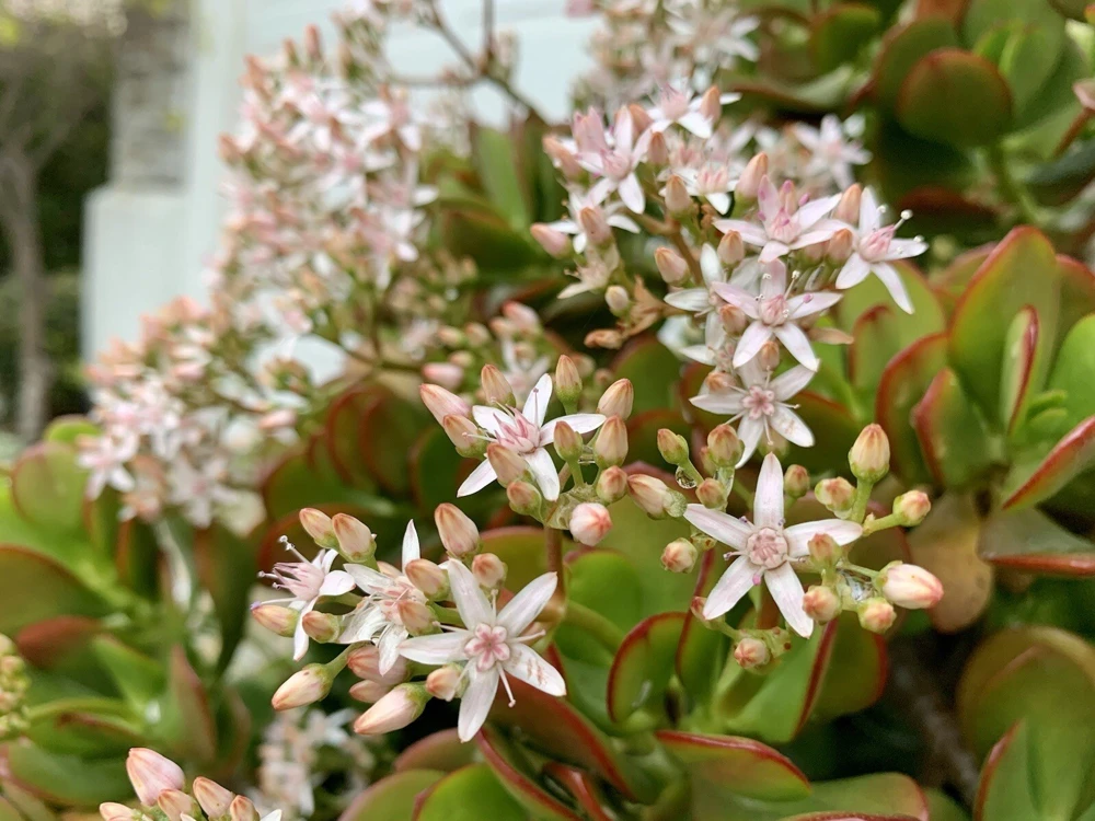 Jade Plant Cuttings - Crassula Ovata Succulent - 5 Cuttings 3-5 Inches - Indoor & Outdoor - Image 1