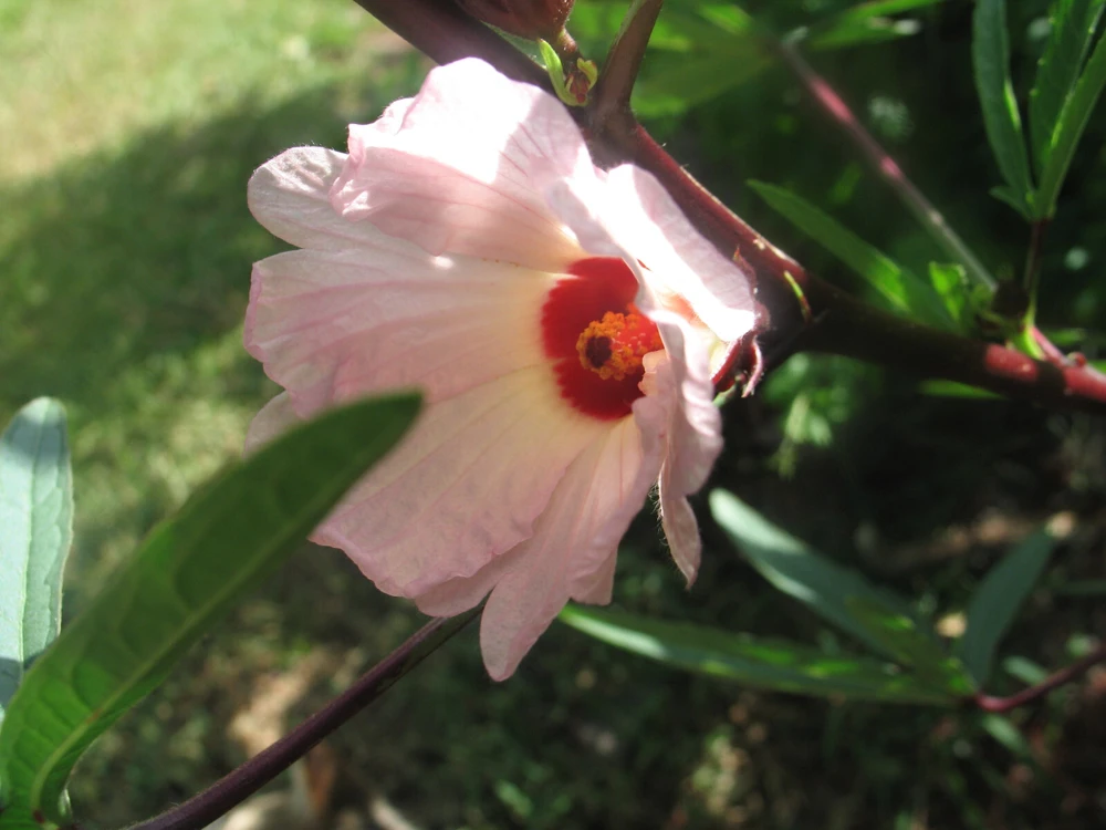 Jamaican Purple Sorrell Seeds - Hibiscus Sabdariffa - 10 Count Pack - Image 1
