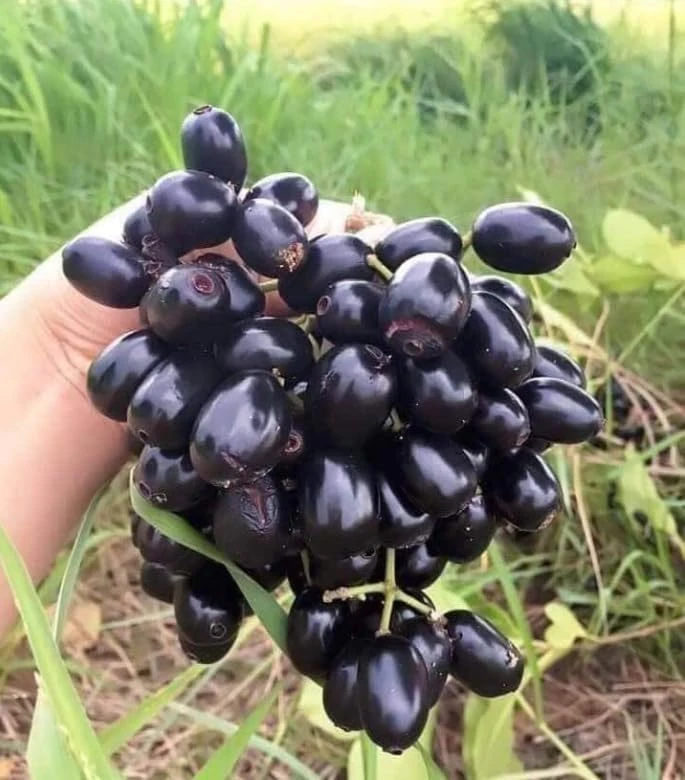 Jamun Tree Live Plant 5-8" Tall – Syzygium Black Plum Fruit Tree, Jambul - Image 3