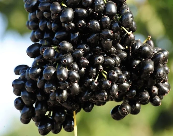 Jamun Tree Live Plant 5-8" Tall – Syzygium Black Plum Fruit Tree, Jambul - Image 4