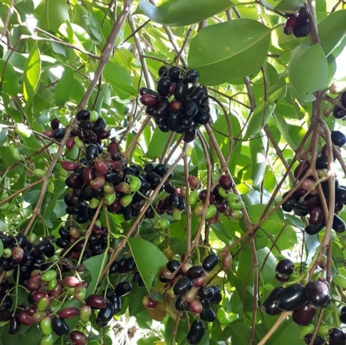 Jamun Tree Live Plant 5-8" Tall – Syzygium Black Plum Fruit Tree, Jambul - Image 5