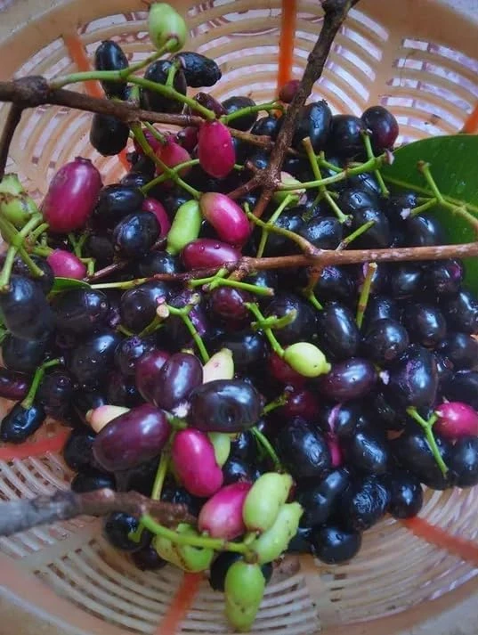 Jamun Tree Live Plant 5-8" Tall – Syzygium Black Plum Fruit Tree, Jambul - Image 6
