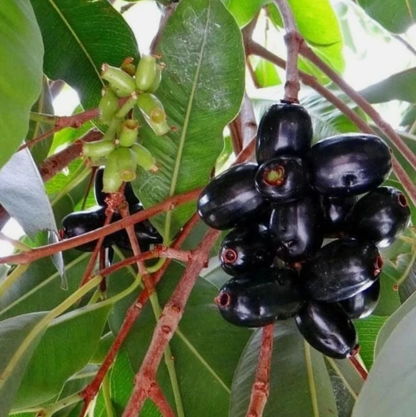 Jamun Tree Live Plant 5-8" Tall – Syzygium Black Plum Fruit Tree, Jambul - Image 7