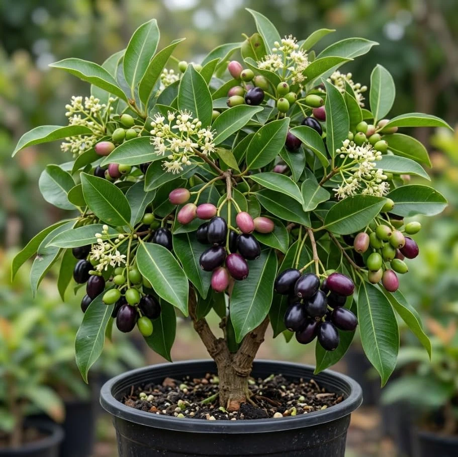 Jamun Tree Live Plant 5-8" Tall – Syzygium Black Plum Fruit Tree, Jambul - Image 1