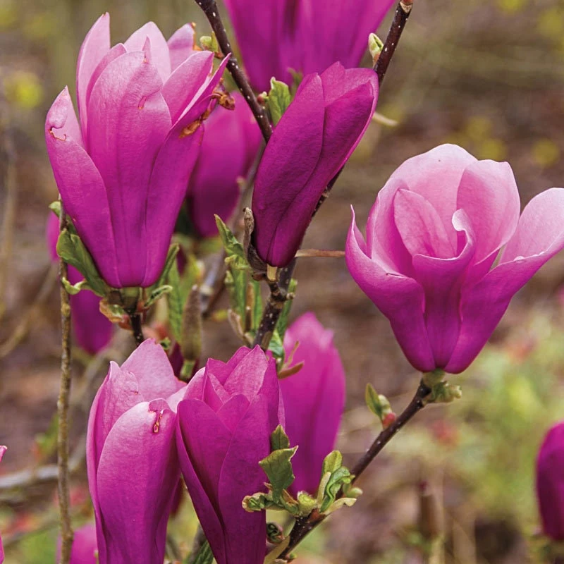 Jane Magnolia Shrub Live Plant - 1 Gallon Pot - Red-Purple Blooms - Image 1