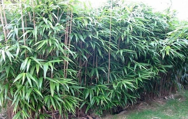 Japanese Arrow Bamboo Live Plant - Fast Growing Hedge & Screen - 1 Gallon Pot - 3-5 ft Tall - Image 1