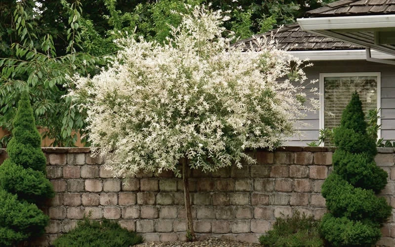 Japanese Dappled Nishiki Willow Tree - Live Plant - 2.5" Pot - 8-12" Tall - Image 1