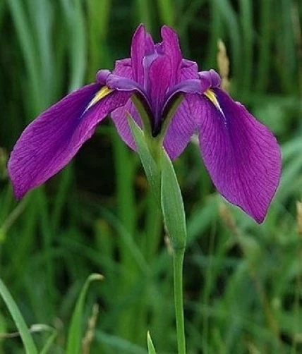 Japanese Iris Seeds - Iris ensata spontanea - 6 Seed Pack - Perennial Flower - Image 1