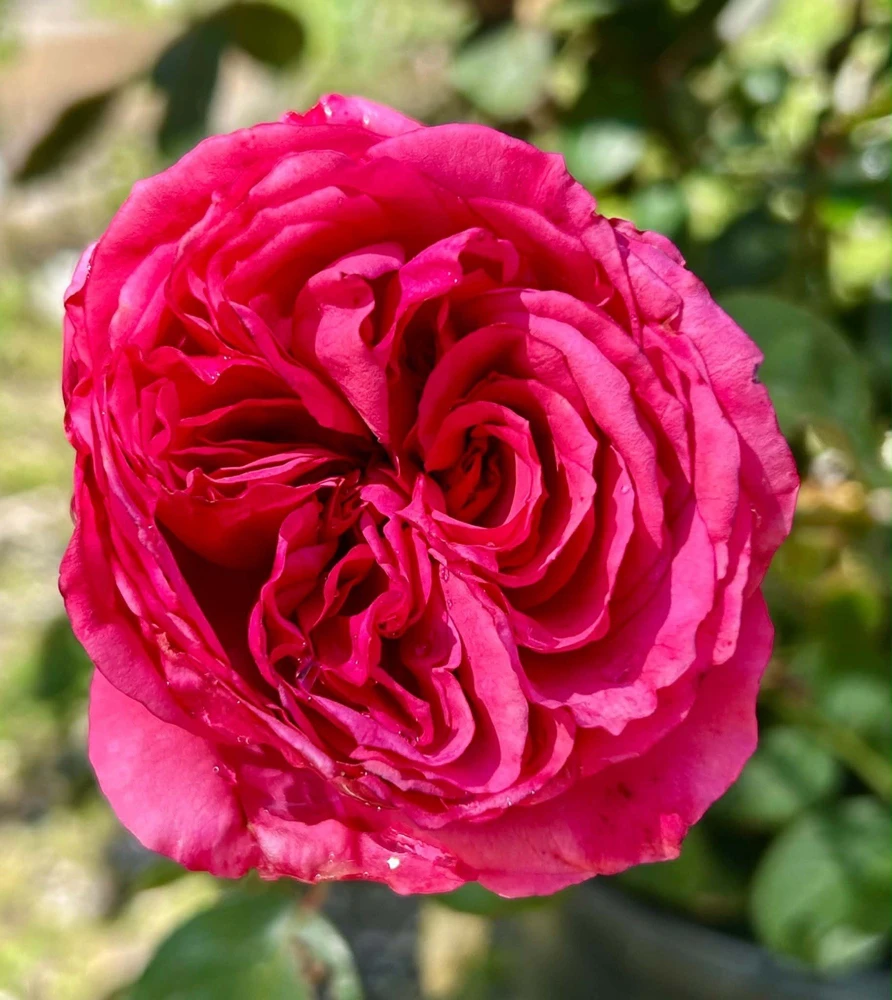 Jardin Parfume Rose - 5 Fragrant Large Flower Unrooted Cuttings - Outdoor Perennial - Image 2
