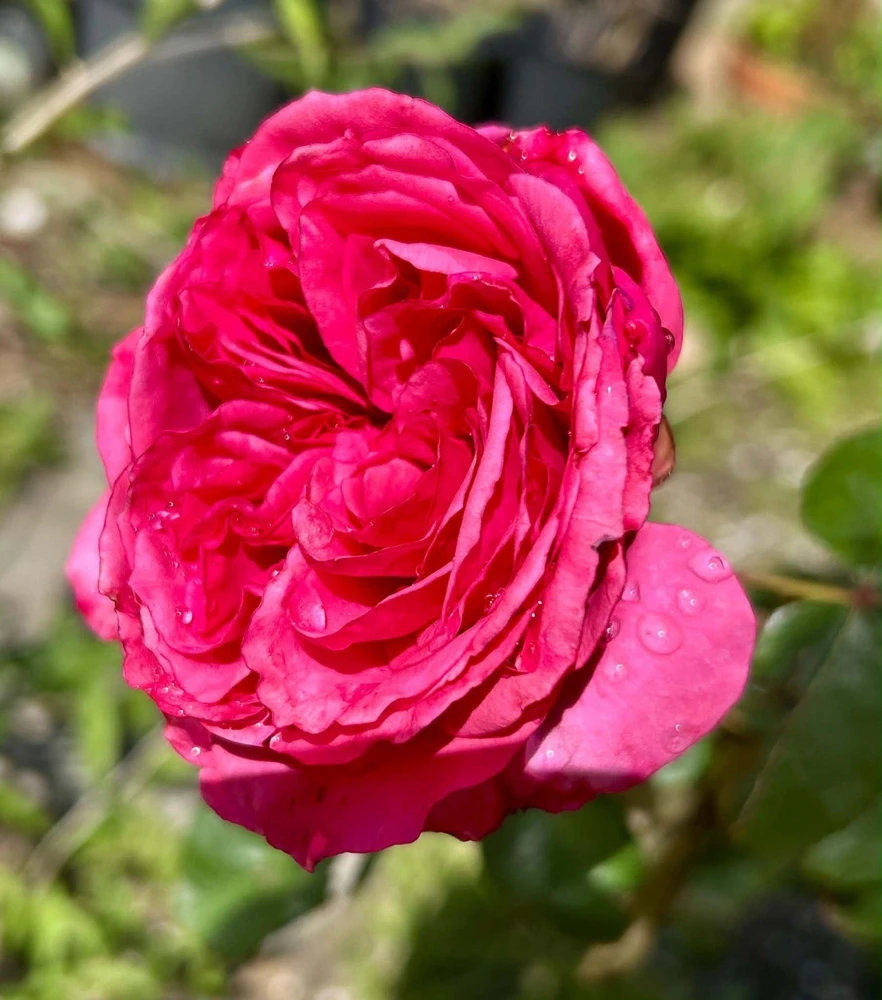 Jardin Parfume Rose - 5 Fragrant Large Flower Unrooted Cuttings - Outdoor Perennial - Image 3