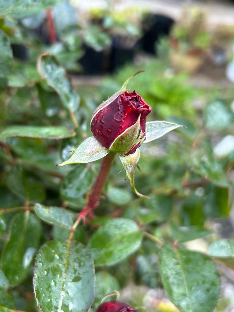 Jardin Parfume Rose - 5 Fragrant Large Flower Unrooted Cuttings - Outdoor Perennial - Image 4