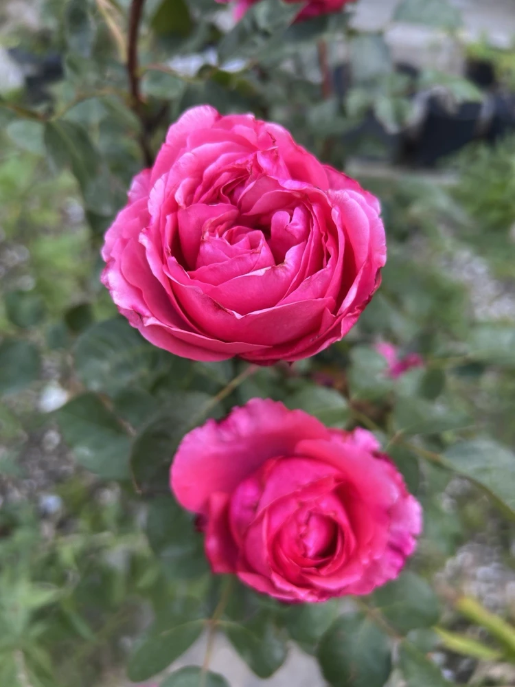 Jardin Parfume Rose - 5 Fragrant Large Flower Unrooted Cuttings - Outdoor Perennial - Image 5