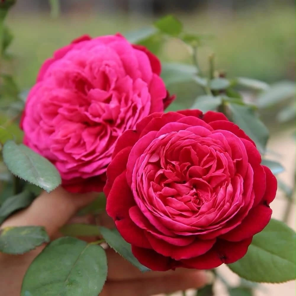 Jardin Parfume Rose - 5 Fragrant Large Flower Unrooted Cuttings - Outdoor Perennial - Image 1