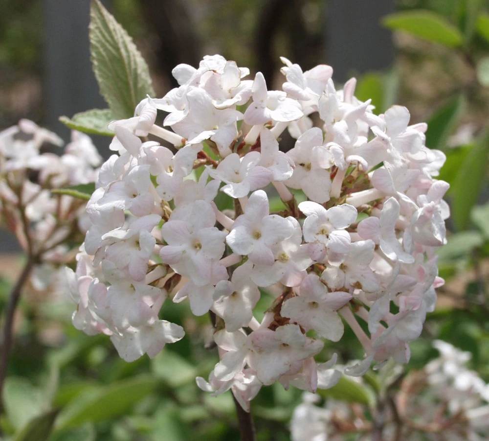 Juddi Viburnum Live Plant – Fragrant Spring Blossoms, Purple Fall Foliage – 2.5 inch Pot, 6-12 inches tall - Image 1