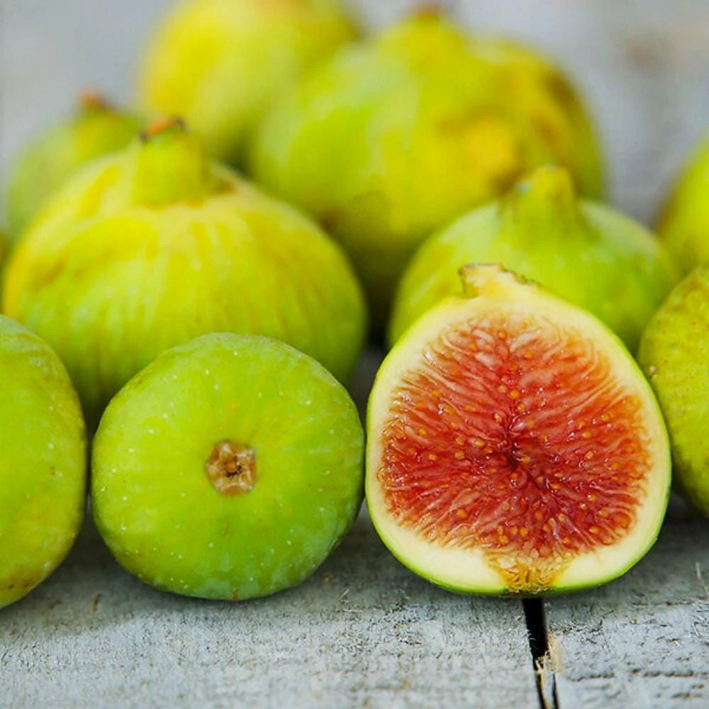 Kadota Fig Live Plant - Ficus Carica Fruiting Tree, 4-6 inches, Outdoor - Image 1