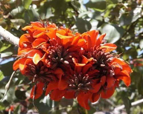 Kaffir Coral Tree Seeds - Erythrina caffra - 10 Seeds - Drought Tolerant - Image 1