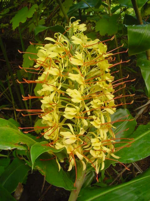 Kahili Ginger Seeds - Hedychium gardnerianum - 15 Seeds for Garden - Image 2