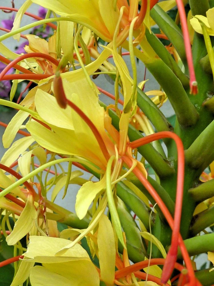 Kahili Ginger Seeds - Hedychium gardnerianum - 15 Seeds for Garden - Image 1