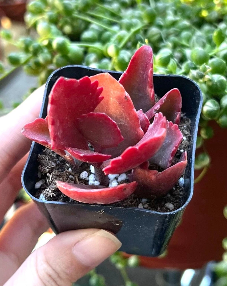 Kalanchoe Longiflora Coccinea Live Succulent Plant - 2 inch Pot - Image 1