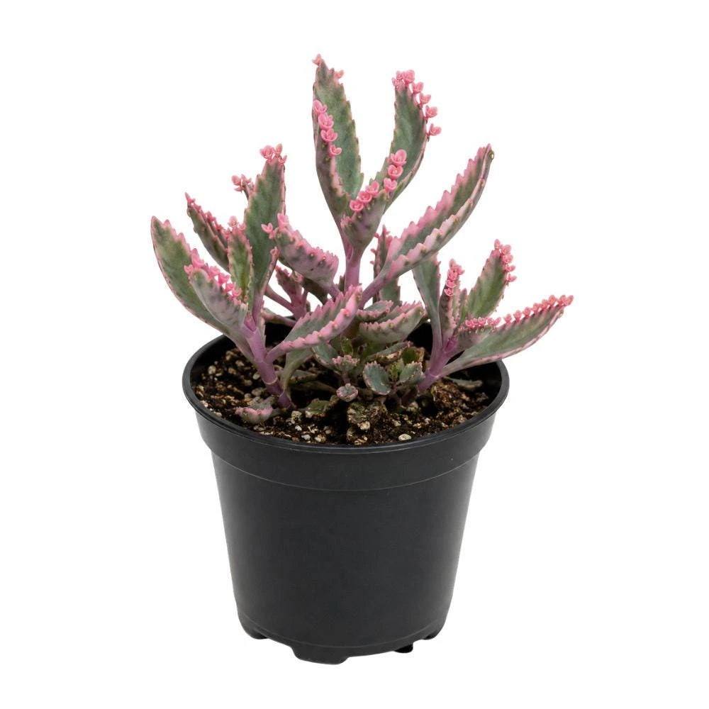 Kalanchoe Pink Butterfly Live Plant - 2 Inch Pot, Variegated Succulent - Image 1