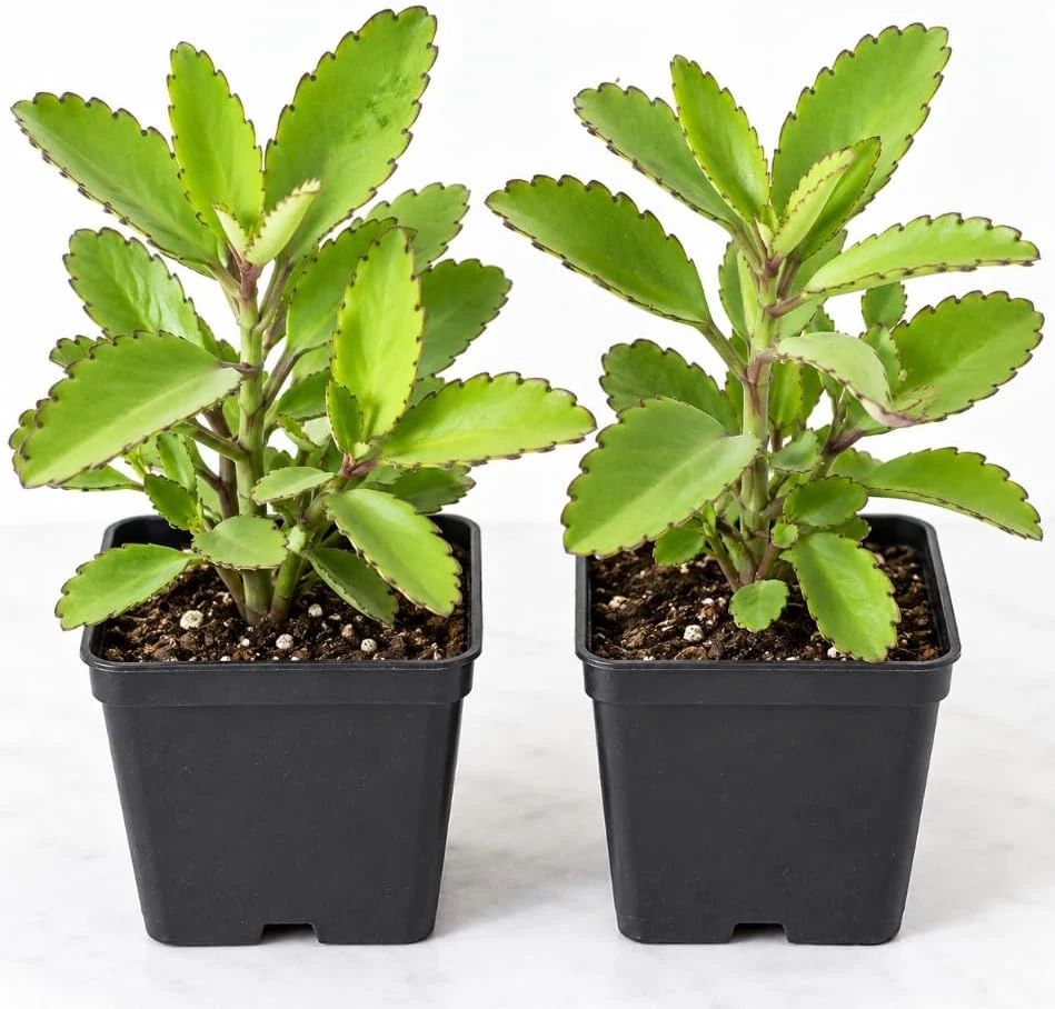 Kalanchoe Pinnata Live Plant - Bryophyllum Pinnatum, 2-Pack, 4-inch Pot, Indoor - Image 1